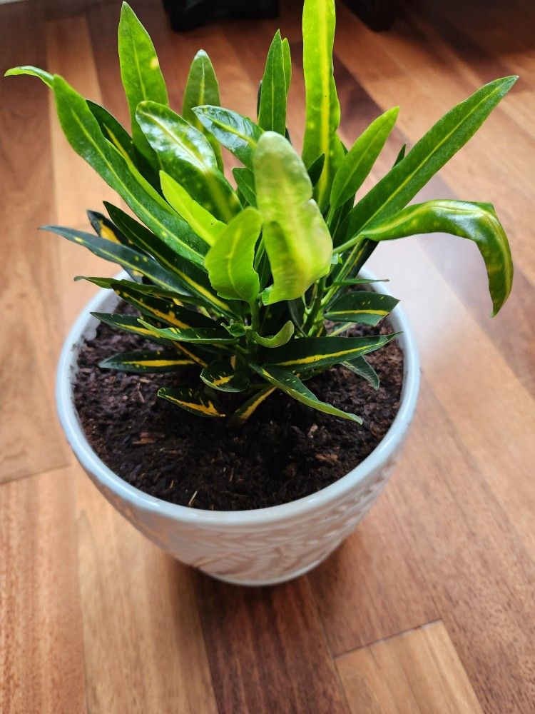 Croton plant in ceramic pot ( new plant and pot)