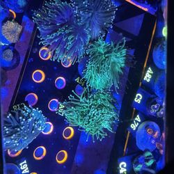 🔥 Saltwater Reef Fish Tank Decorations 🔥 Memorial Day Savings!