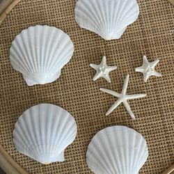 Seashells And Starfish Decor