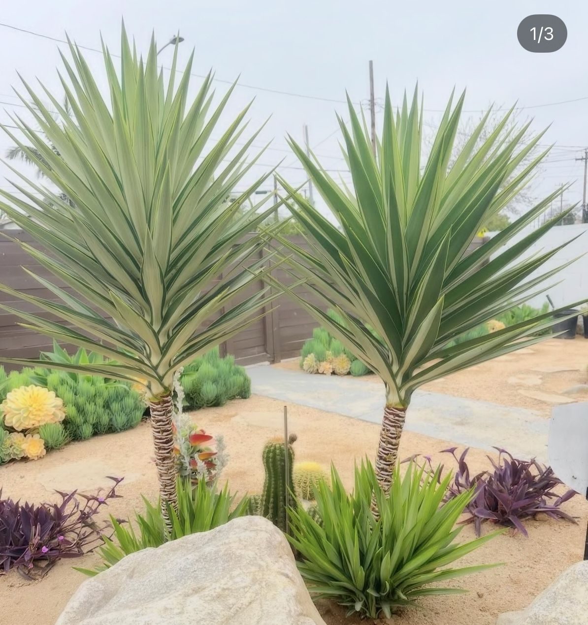 Rare Variegated Yuccas (fully rooted)