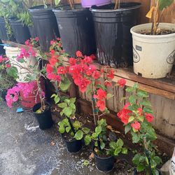 Tengo Estas Bugambilias Rojas Hermosa De Color Disposables