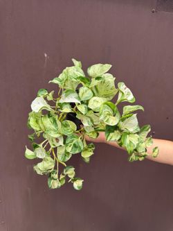 6” manjula pothos