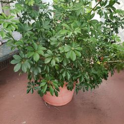 Umbrella Big Pot Plant