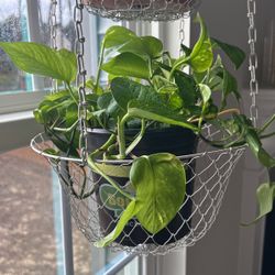 Live Pothos Plant