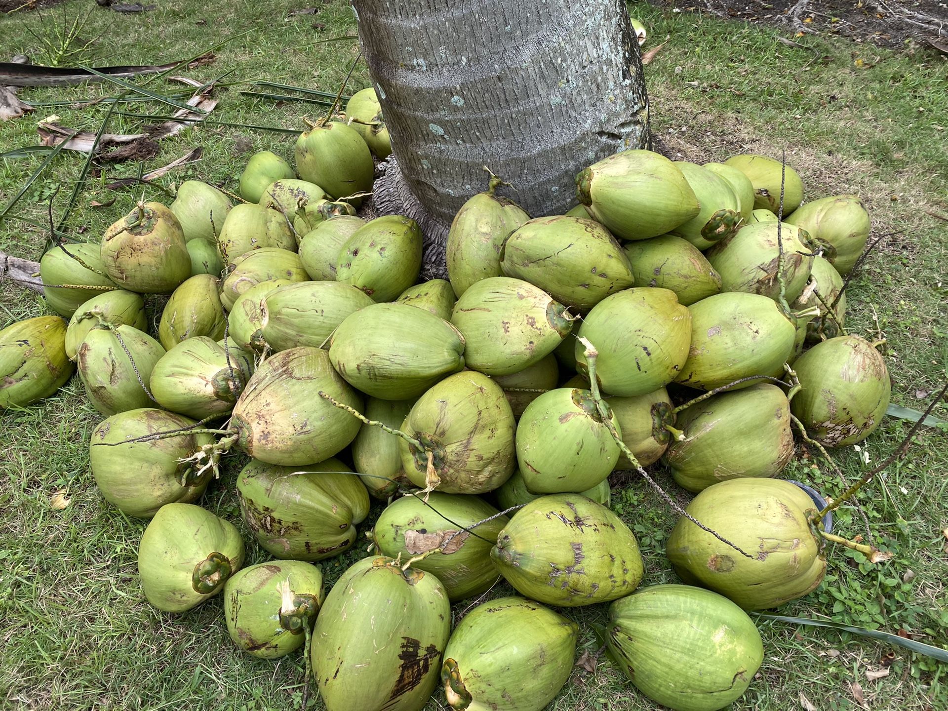 Fresh Organic Coconuts