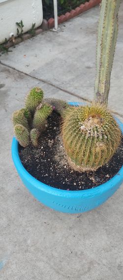 3 In One Cactus Mix 5 Feet Tall