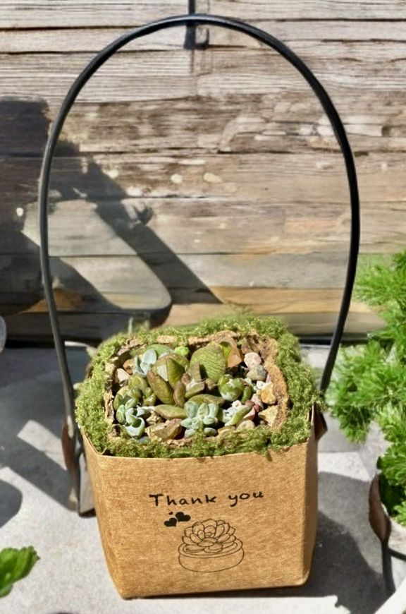 Mini Succulents In 2” Basket