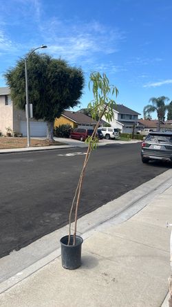 8 ft Zapote Blanco tree