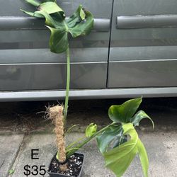 Monstera Deliciosa Plant