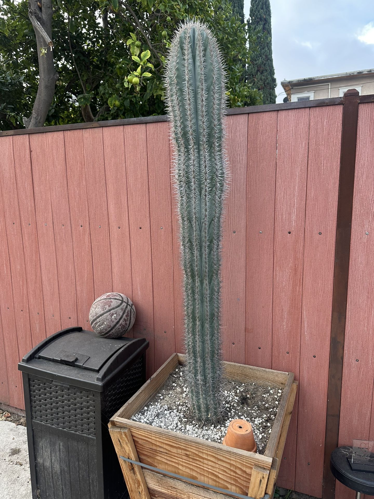 Huge Cardon Cactus Pachycereus pringlei