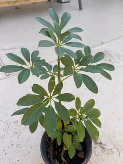 Umbrella tree