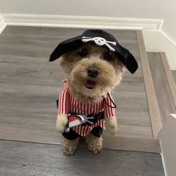 Pet Costume (different Sizes