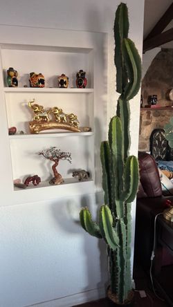 Cactus/