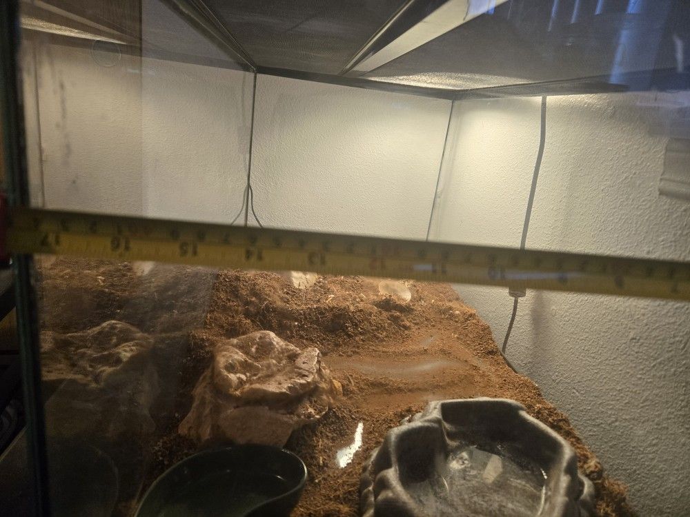 Bearded Dragon Tank