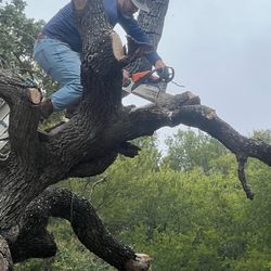Tree Work 