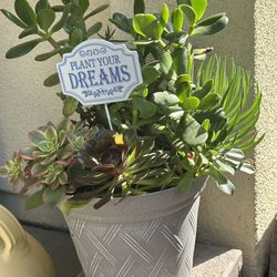 Assorted Succulent Plants