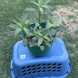 Two Plants