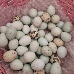 Fresh Quail Eggs