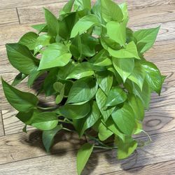 Neon Pothos