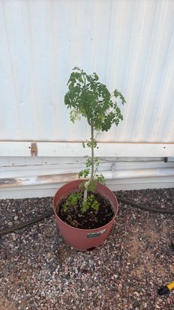 Moringa tree