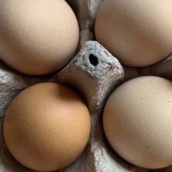 Huevos De Rancho/ Organic Eggs 