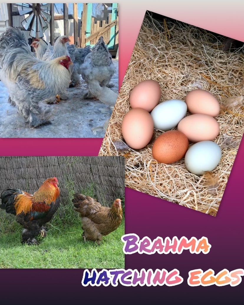 Gigant Brahma Chicken Hatching Eggs 