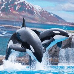 Seaworld  Tickets Single Day $25