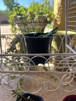 Flower Pot