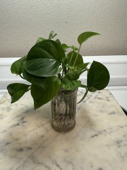 House Plants For Sale