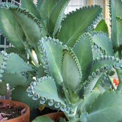 Mother Of Millions Mother Of Thousands Plant