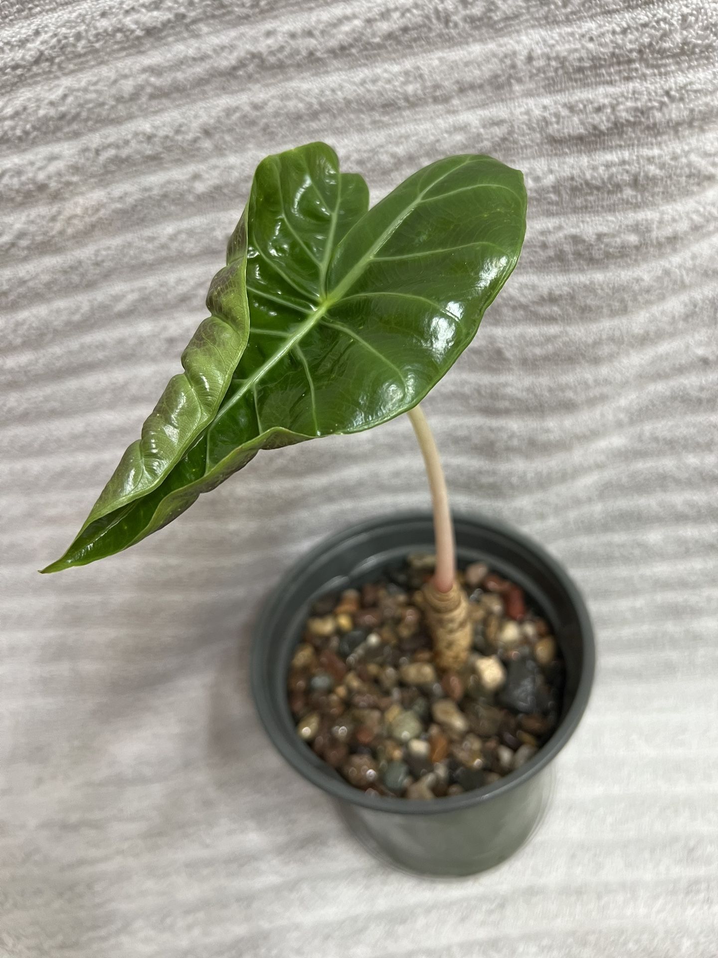 Alocasia Pink Dragon Live Plant 6” Pot
