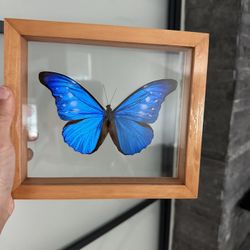 Blue Morpho Butterfly Frame (B3)