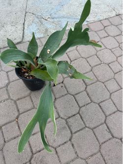 Staghorn fern plant