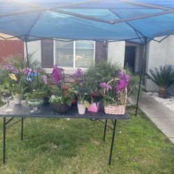 Plants For Sell