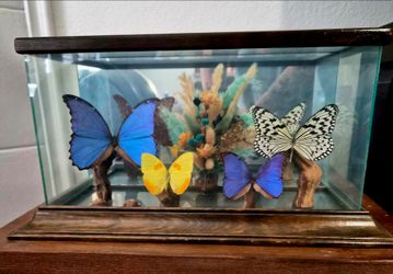 Butterfly Creations Box Floral 4 Specimen Glass Wood Case