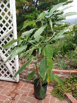 White Angel Trumpet Tree