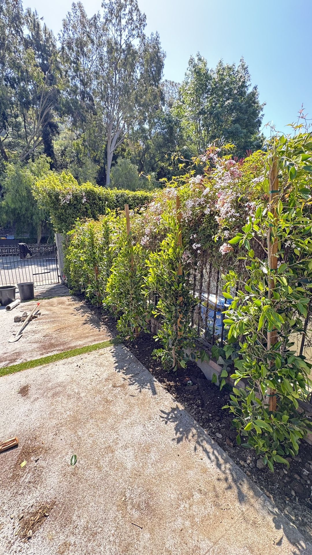 Ficus 15s Gallons