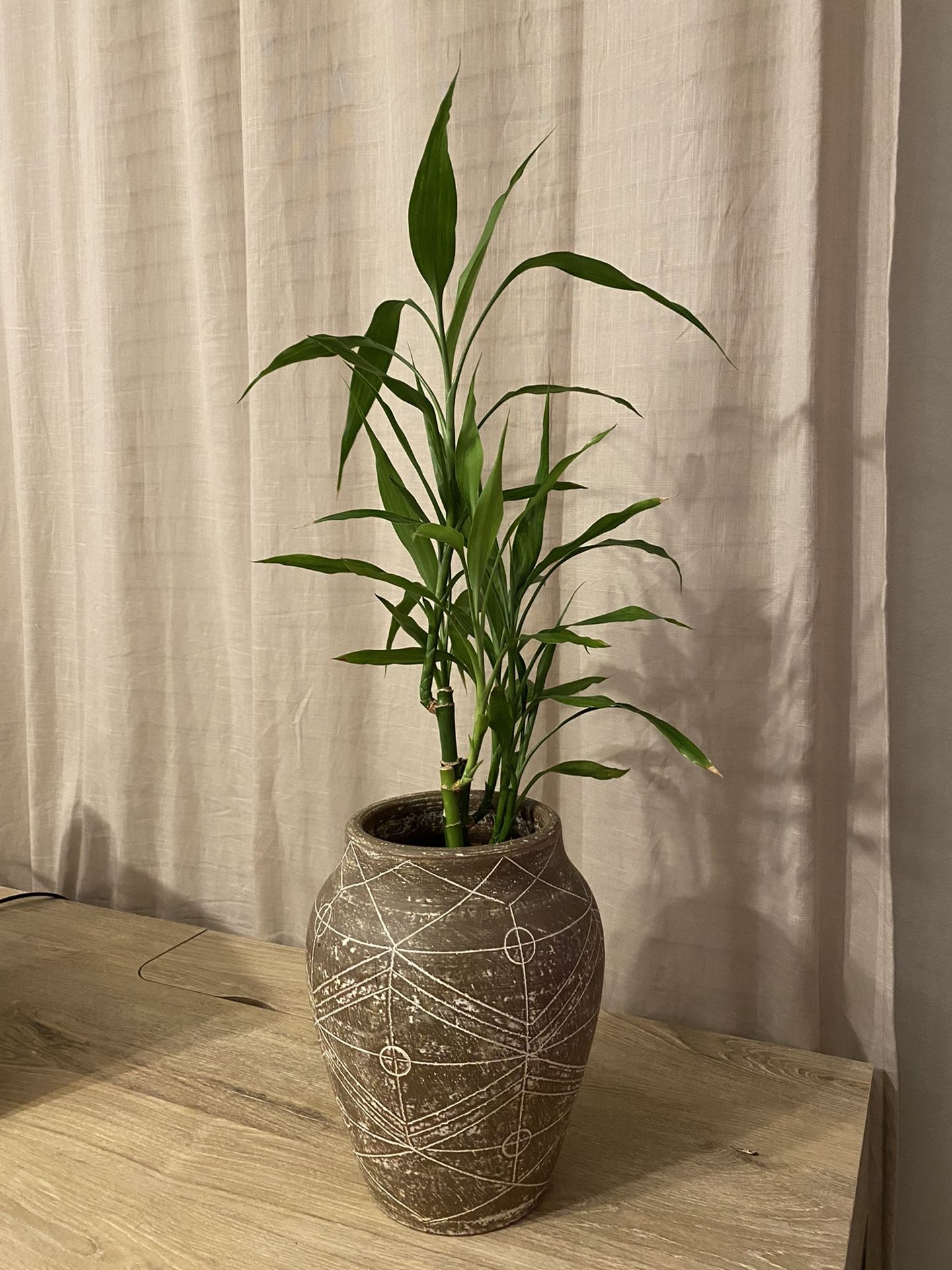 Bamboo Plant With Vase 