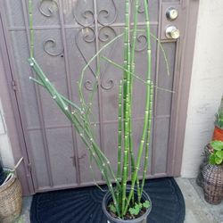 plantas de cola de caballo 