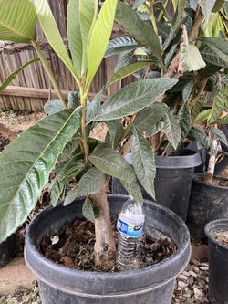 Loquat Tree