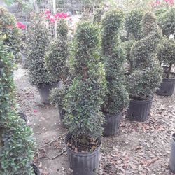 Small Topiary 