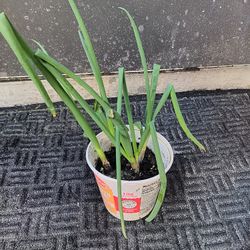 4 Chive Plants $20