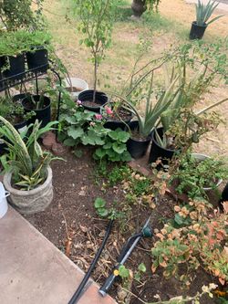 Mom And Pop Shop Filled with plants