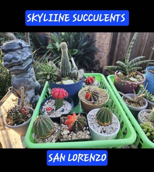 PLANT SALE TODAY SATURDAY IN SAN LORENZO FROM 1 PM TO 4PM.  CONTACT ME FOR ADDRESS PLS