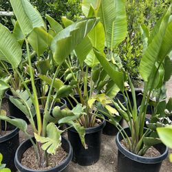 15 Gallon Giant Bird Of Paradise