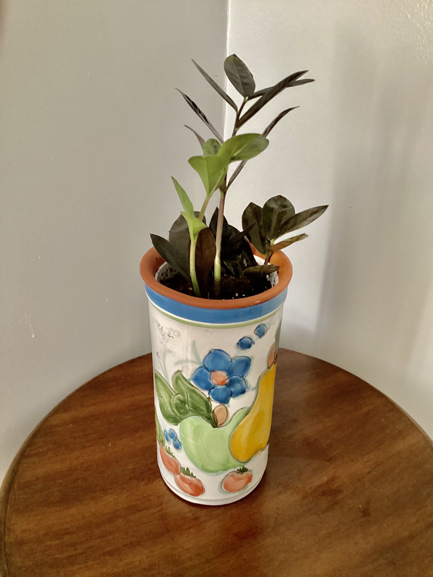 Raven zz plant with tall  gorgeous cermic pot