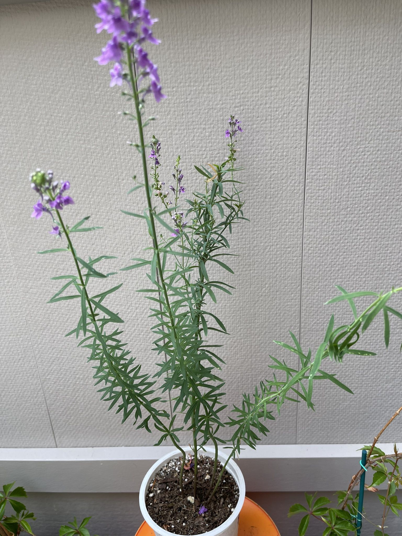 🦋Purple Toadflax Perennial Plant.