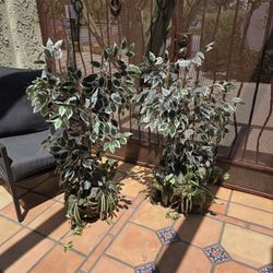 Artificial Plants.  Aprox 38" Tall. $25 Each. $40 For Both