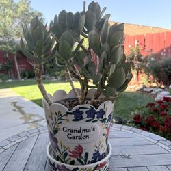 Large Pig’s Ear Succulent in Ceramic Grandma’s Garden Pot 