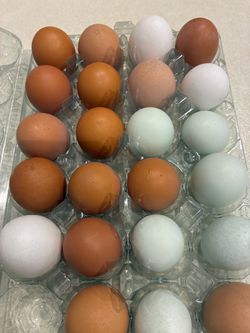 Chicken eggs